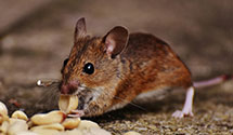 24 Hour & Emergency Exterminators in Paradise, PA